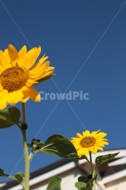 plant,식물,sunflower,해바라기,flower,꽃,blossom
