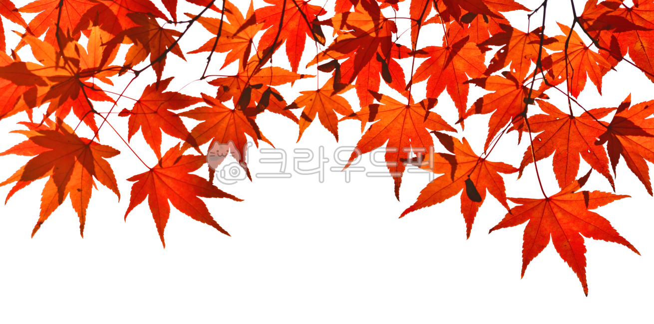 누끼사진,단풍잎,가을,피엔지,png,maple,autumn,leaf,nature,배경투명,투명배경,배경없슴,잎새,이파리,잎사귀,빨강색,레드,자연,식물,잎,단풍,plant,tree,나무,가을배경,바탕,백그라운드,시즌,계절