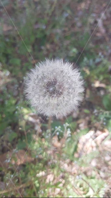 꽃,민들레씨,자연,힐링,민들레