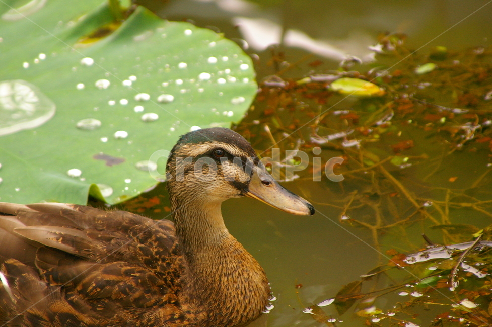 조류,오리,bird,새,animal,동물,조류,새,birds