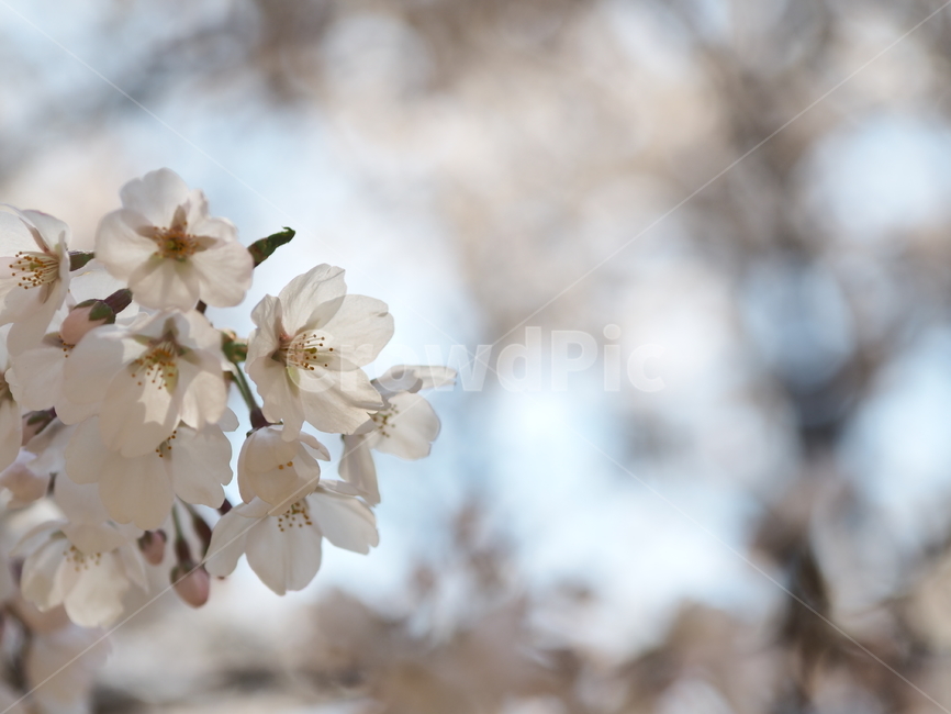봄,벚꽃,하늘,flower,blossom,plant,식물,꽃,나무