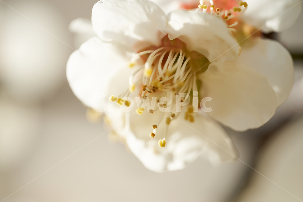 매화,매크로,배경,꽃,flower,봄꽃,봄,계절,spring,season,식물,자연,plants,nature,꽃,flower,plant