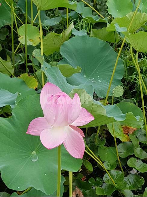 연꽃,분홍,만개,꽃,핑크,식물,자연,plants,nature,꽃,flower