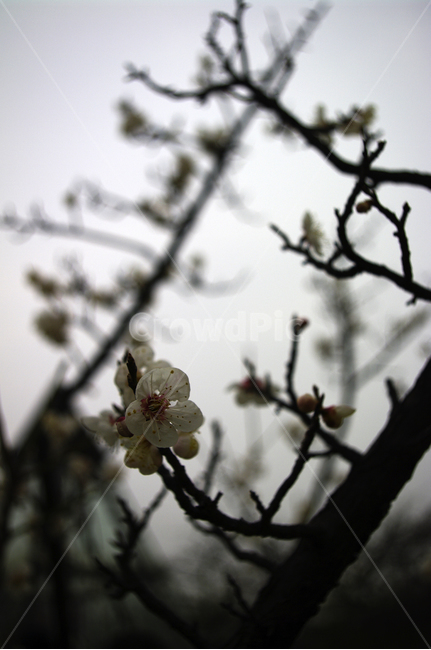 봄,spring,계절,식물,plant,자연,nature,꽃,flower,매화,식물,자연,plants,nature,꽃,flower