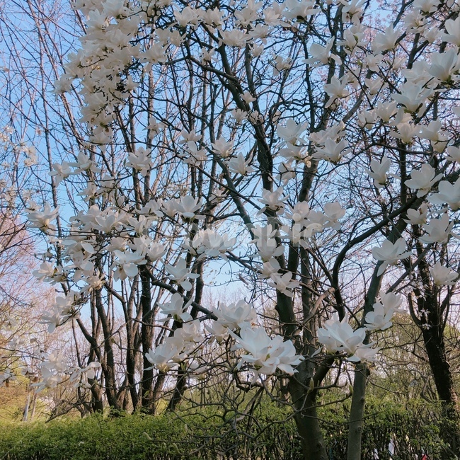 봄,봄꽃,목련,맑은하늘,spring,sky,cloud