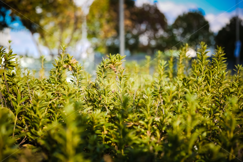 거리,화단,풀,보케,감성사진,식물,자연,plants,nature