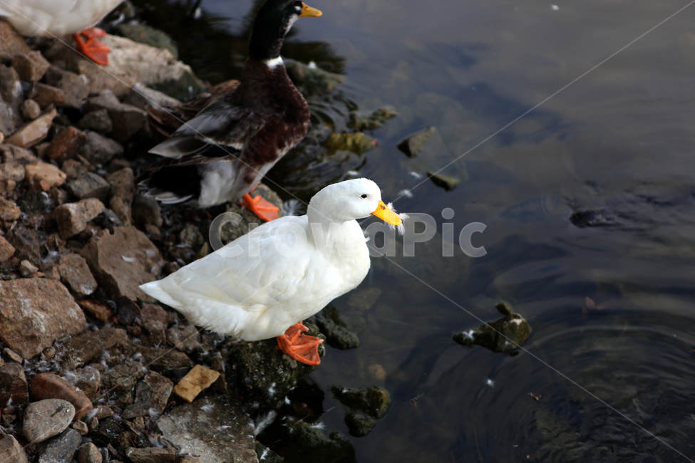 거위,거위털,미운오리새끼,시냇물,동물원,zoo,동물,animal,조류,새,birds