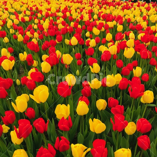튤립,꽃,tulip,flower,빨간꽃,노란꽃