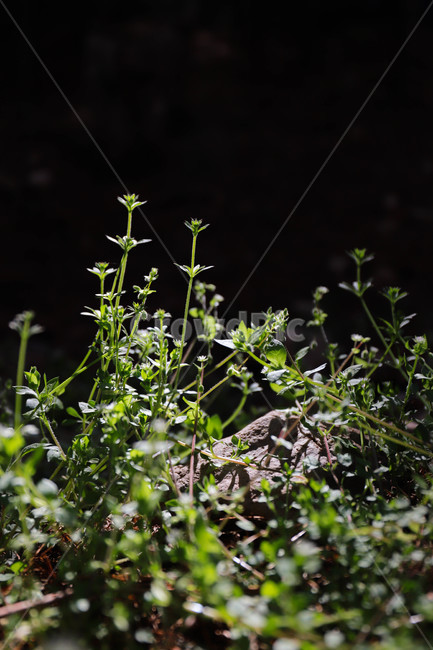plant,식물,잔디,풀,햇빛,햇살,봄,spring,sunlight,식물,자연,plants,nature
