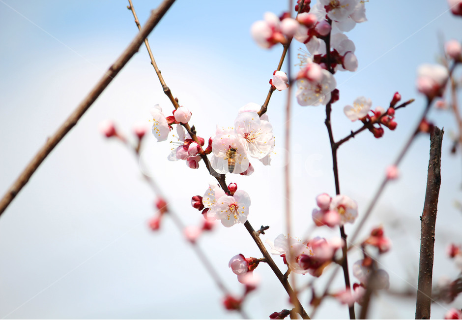 매화,꽃,봄꽃,봄,식물,하얀색,분홍색,하얀꽃,하늘,봄,계절,spring,season,식물,자연,plants,nature,꽃,flower,plant,blossom