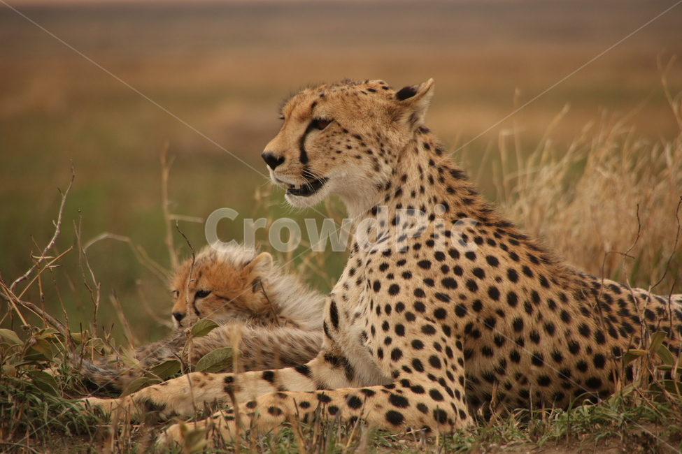 동물,야생동물,치타,wildlife,아프리카,세랭게티,동물,animal,포유류,mammal