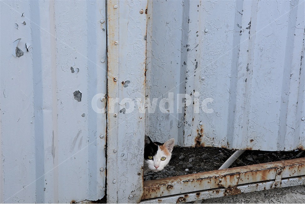 고양이,집고양이,길고양이,냥이,고양이잠,동물,animal,포유류,mammal,고양이,cat,kitten,kitty