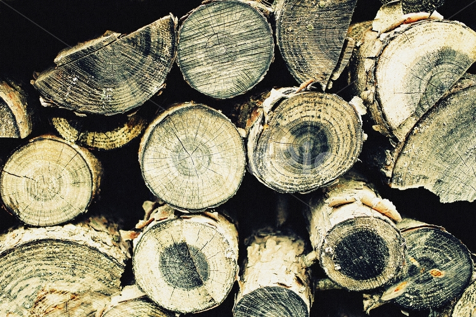 겨울,땔감,나무,firewood,fuel,나무,trees,wood