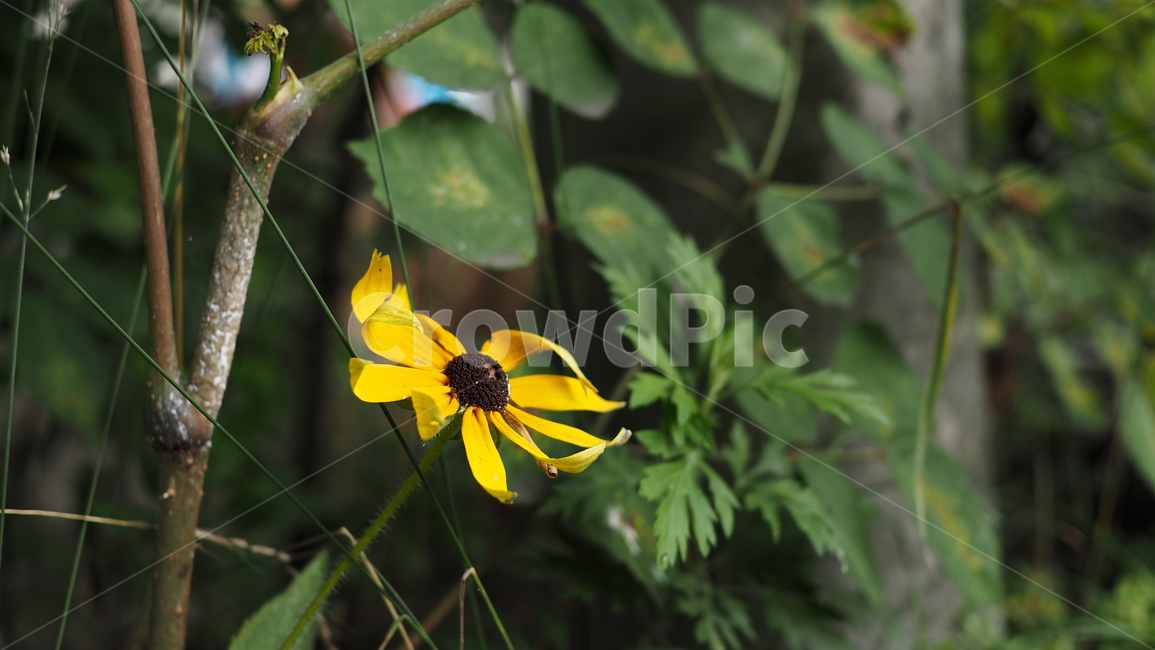 야생화,꽃,그린,wildflower,flower