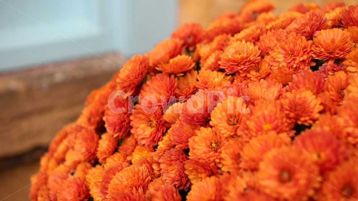 꽃,오렌지꽃,화분,식물,색깔,컬러풀,자연,주황색,주황색꽃,주황꽃,plants,flower,orangeflower,nature,color