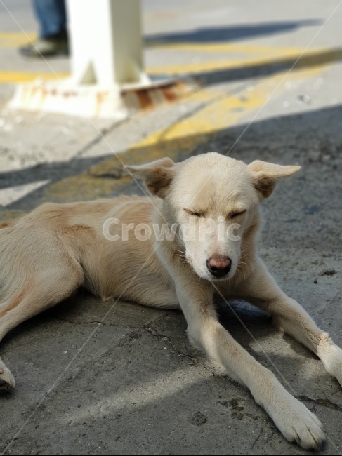 개,강아지,dog,puppy,잠,sleep,귀여움,동물,animal,포유류,mammal,개,강아지,dog,doggy