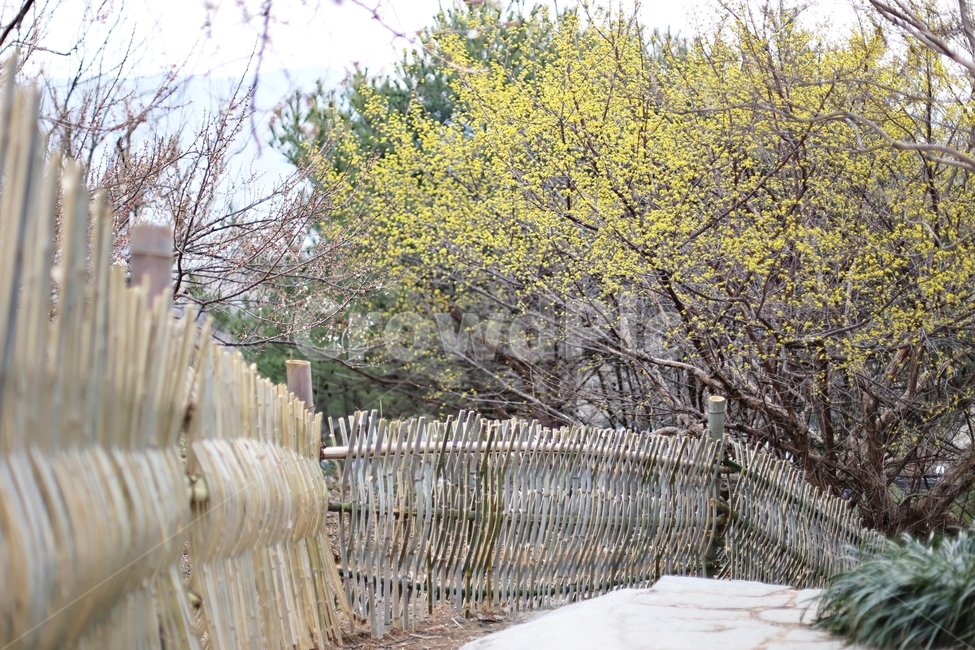 매화,매화꽃,꽃,하동,매화축제,hadong,flower,봄,계절,spring,season,자연,풍경,nature,landscape