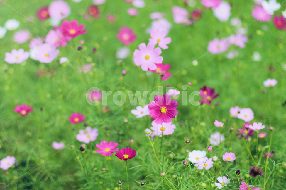 코스모스,꽃,가을꽃,아름다운,꽃밭,식물,자연,plants,nature,꽃,flower