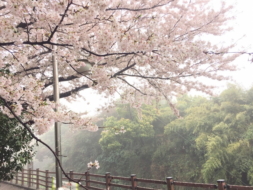 plant,식물,cherryblossom,벚꽃,flower,꽃,blossom,봄,계절,spring,season,식물,자연,plants,nature,꽃,flower,나무,trees,wood,cherry blossom