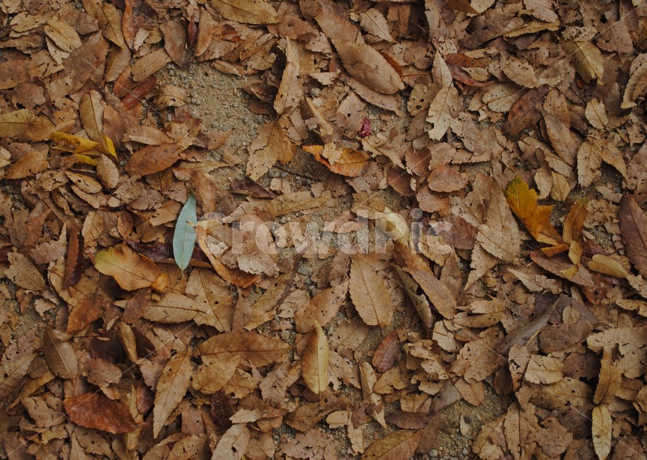 plant,식물,leaf,잎,ground,바닥,낙엽,가을,가을,계절,fall,autumn,season,식물,자연,plants,nature