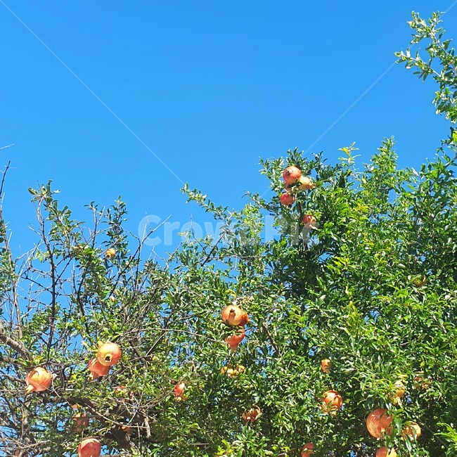식물,plant,과일,fruit,석류,석류나무,여름