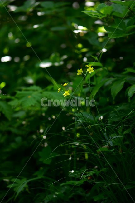 노란장대,노랑장대,야생화,꽃,식물,자연,생태,플라워,flower,plants,nature,식물,자연,plants,nature,꽃,flower
