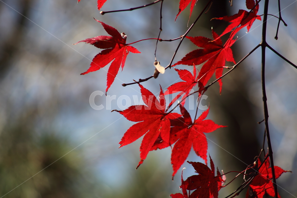 단풍,단풍나무,엽록소,가을,redleaves,가을,계절,fall,autumn,season,식물,자연,plants,nature,plant,leaf,잎,tree,나무,maple
