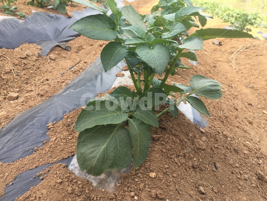 감자,수미감자,감자줄기,감자싹,감자잎파리,감자잎,산업,industry,industrial,농업,농사,agriculture,farming,farming industry