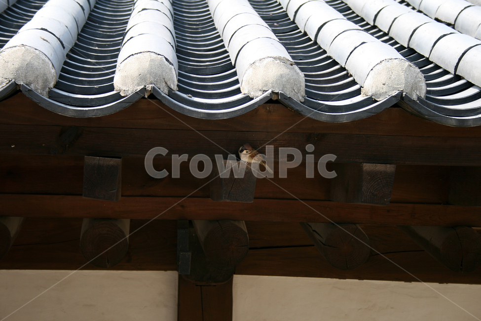 한국,전통가옥,고택,한옥,기와,지붕,기와지붕,참새,한국전통,한국문화,korean traditional,korean culture,동물,animal,조류,새,birds,건축물,건물외관,exterior,building,structure,architecture,construction