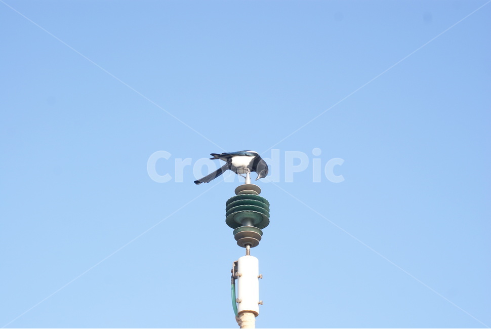 까치,하늘,새,자연,bird,sky,alone,제주도,동물