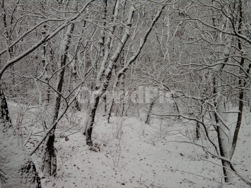 설경,나무,눈,산,자연