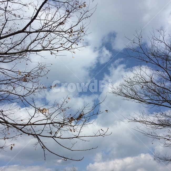 nature,자연,weather,날씨,plant,식물,tree,나무,outdoors,옥외