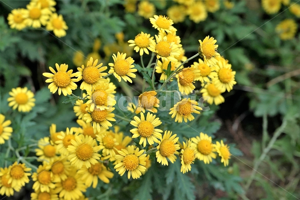 감국,가을,노랑,계절,chrysanthemumindicum,autumn,fall,nature,bloom,yellow,국화과,smell,season,beautiful,plant,flower,산국,노랑꽃,식물,자연,Northchrysanthemum,여러해살이,식물,자연,plants,nature,꽃,flower