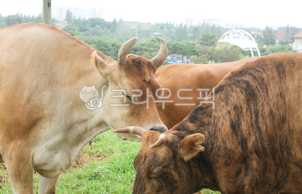 소, cow, 동물, animal, 가축, 사진,이미지,일러스트,캘리그라피 - 서랍장 필름작가