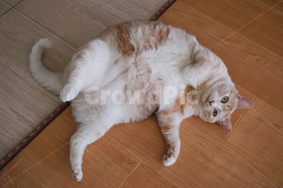 동물,고양이,냐옹이,코리안숏헤어,코숏,동물,animal,포유류,mammal,고양이,cat,kitten,kitty