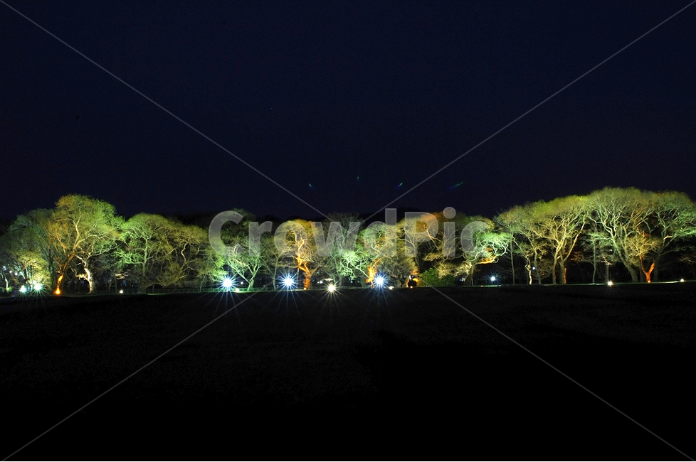 경주,야경,나무,빛,자연,야경,밤,풍경,nightscape,night,landscape,light,flare,플레어