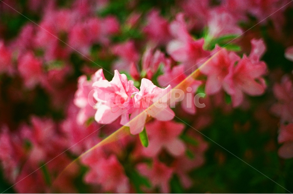 철쭉,플레어,꽃,봄꽃,햇살,식물,자연,plants,nature,꽃,flower,감성,sensible,feeling,색깔,색상,색채,색감,color sense,color sensitivity,feeling of color