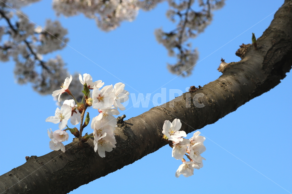 벚꽃,벚꽃나무,벚나무,꽃,나무,식물,장미과,봄,자연,흰꽃,봄,계절,spring,season,식물,자연,plants,nature,꽃,flower,plant,cherry blossom,blossom