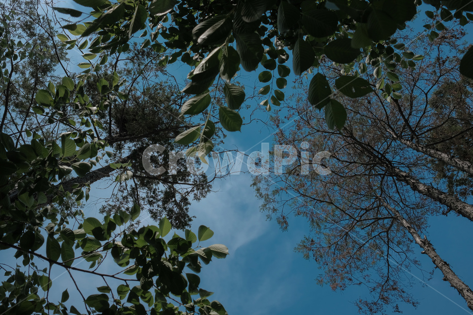 하늘,파란,맑은,나무,나뭇잎,경치,평화,sky,blue,freshness,tree,forest,leaf,peace