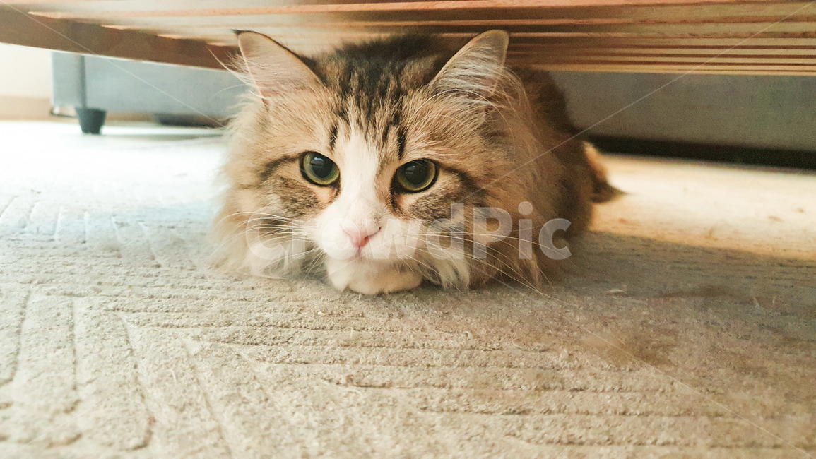 고양이,노르웨이숲고양이,노르웨이,animal,mammal,애완동물,pet,동물,포유류,cat,kitty,kitten,cute,brown,cats,귀여움,집고양이