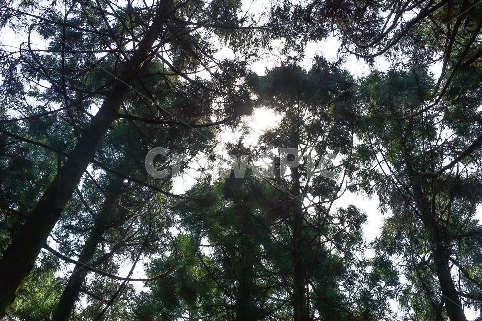 나무,숲,삼나무,사려니숲길,제주,녹색,green,식물,조용한,편안한,상쾌한,그늘,시원한,산책,하늘,야외,경치,풍경,landscape,scenery,sky,tree,forest,cedar,saryeoniforestpath,jeju,plants,cozy,calm,cool,outdoor,자연,풍경,nature,landscape,식물,plants,나무,trees,wood,plant