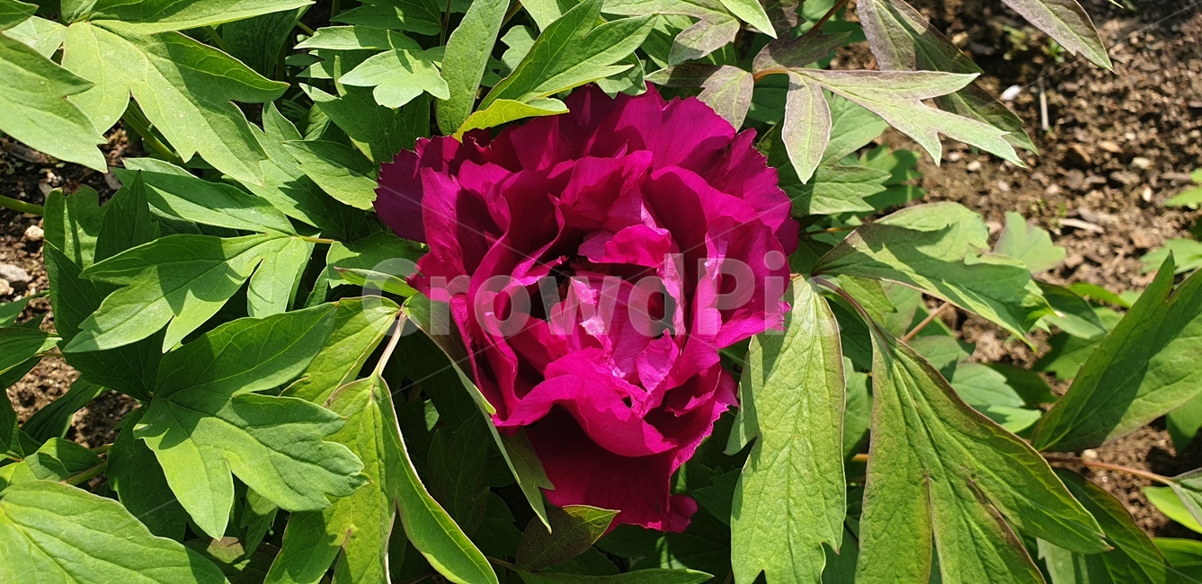 꽃,봄,식물,색감,선명한,꽃나무,식물,자연,plants,nature,꽃,flower