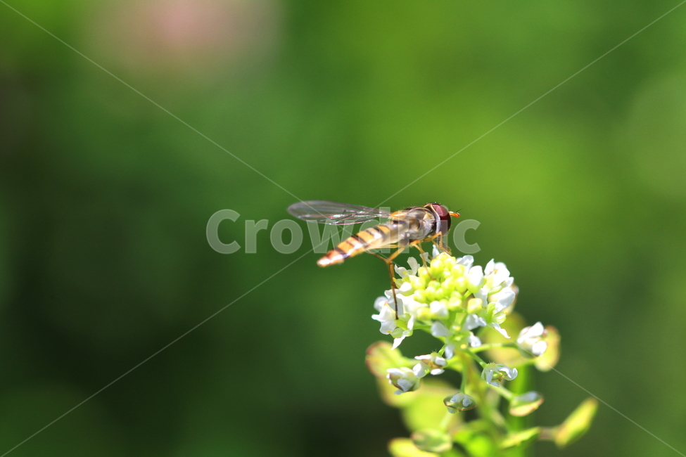 동물,벌,식물,꽃,벌레,식물,자연,plants,nature,꽃,flower,동물,animal,곤충,벌레,insect,bug
