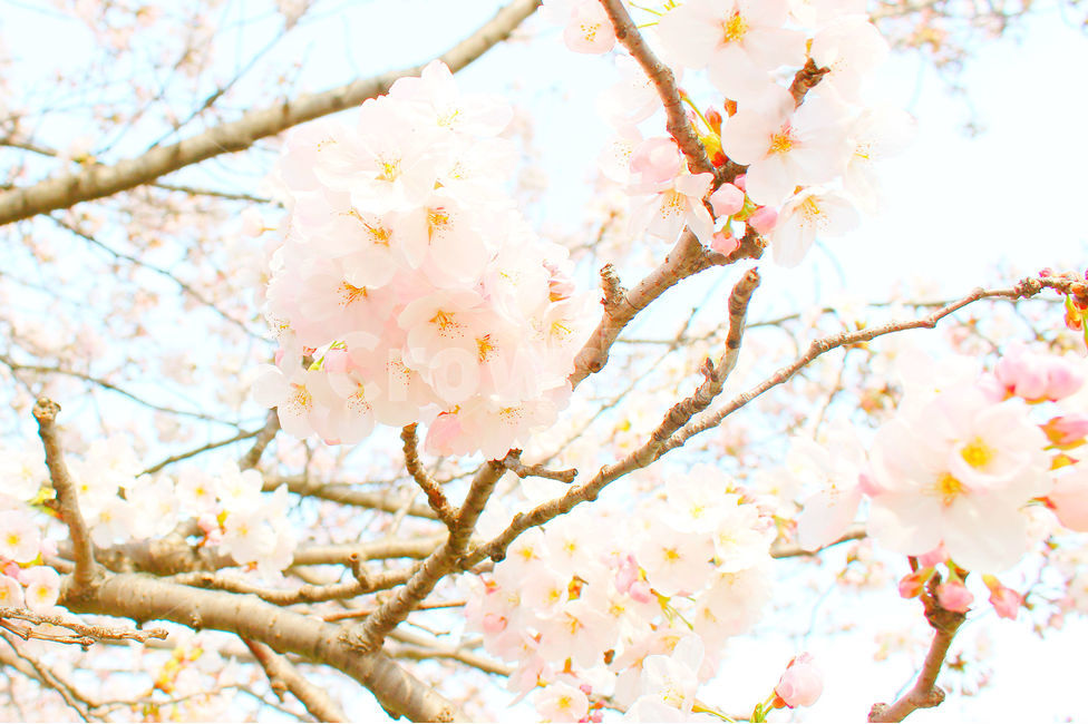 봄,감성사진,일상,꽃,풍경,풍경사진,벚꽃,하늘,daily,sky,flower,cherryblossom,spring,봄,계절,spring,season,식물,자연,plants,nature,꽃,flower,감성,sensible,feeling,plant