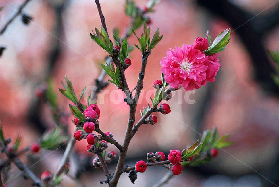 꽃,봄,자연,flower,접사,식물,자연,plants,nature,꽃,flower