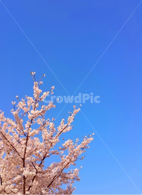 나무,식물,꽃,벚꽃,파랑,하늘,맑음,분홍색,pink,sky,봄,계절,spring,season,식물,자연,plants,nature,꽃,flower,plant,blossom