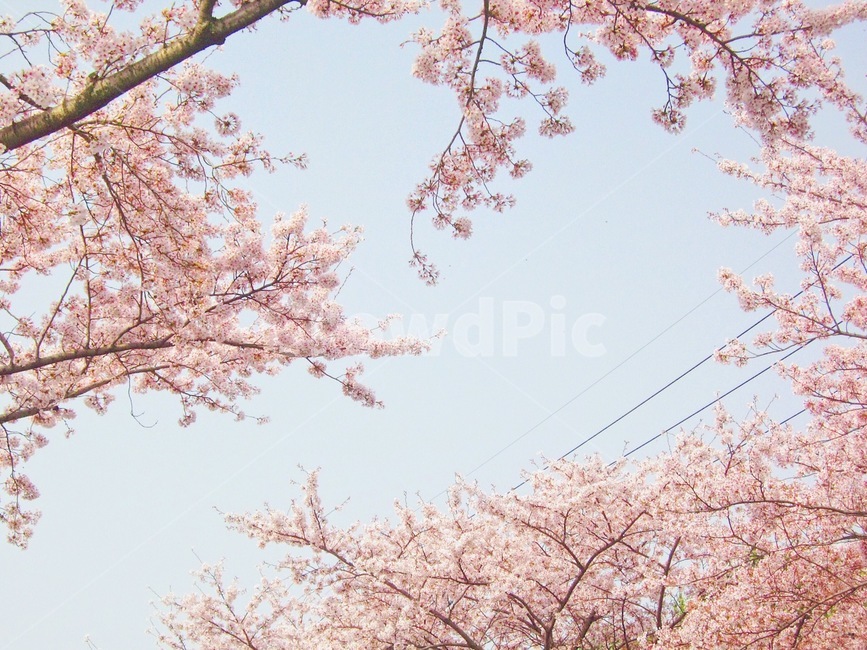 벚꽃,꽃,cherryblossom,sakura,flowers,봄꽃,봄,계절,spring,season,자연,풍경,nature,landscape,plant,식물,blossom,cherry blossom,flower