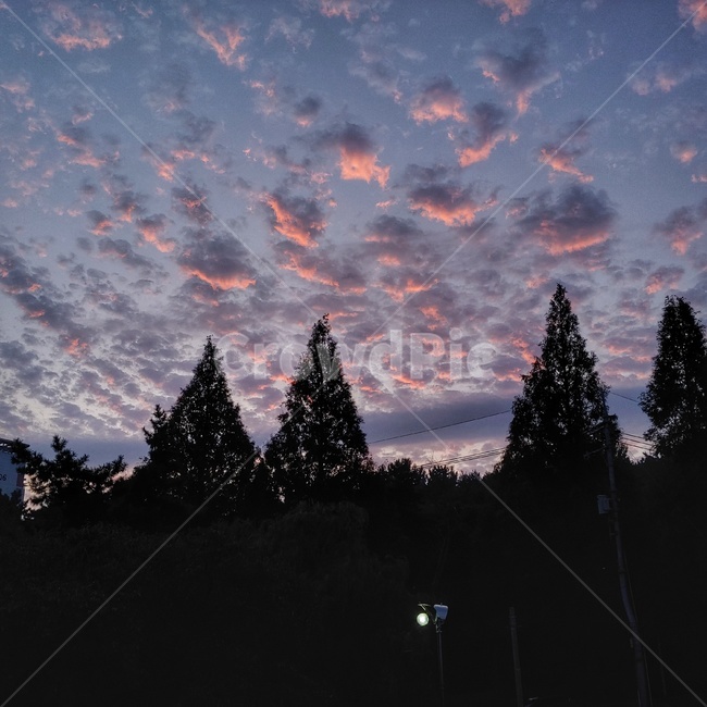 tree,나무,plant,식물,구름,노을,풍경,sky