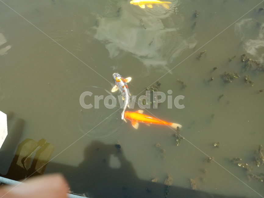 금붕어,비단잉어,물고기,관상용잉어,어류,fancycarp