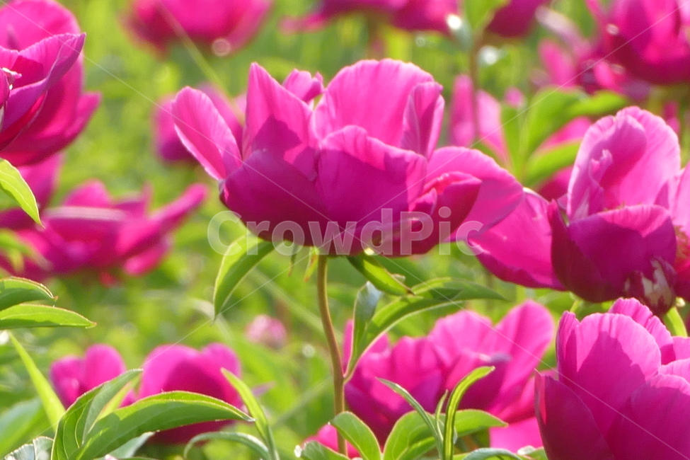 작약,작약꽃,꽃,식물,여름꽃,붉은곷,식물,자연,plants,nature,꽃,flower